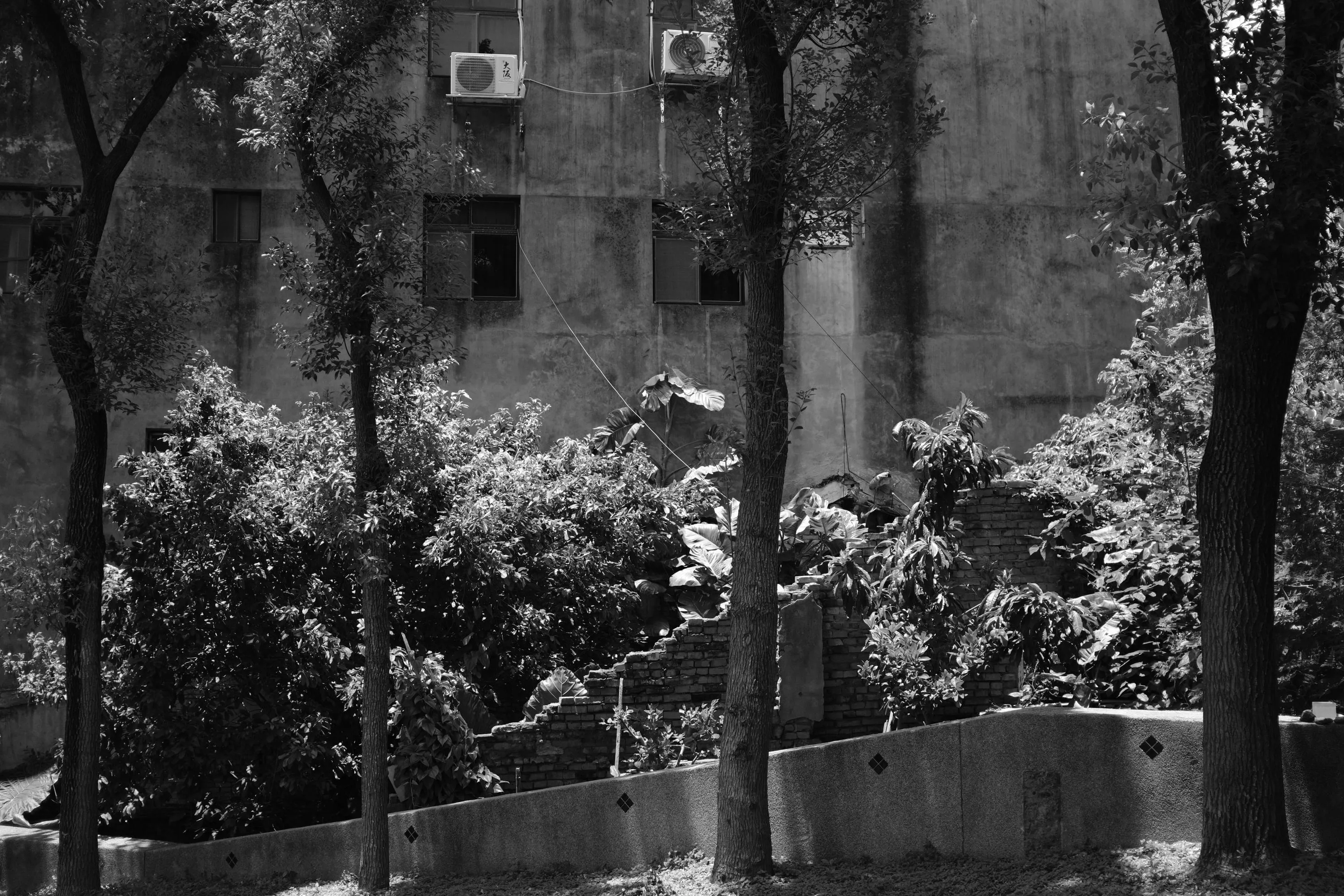 老牆窗戶、樹幹與磚牆殘跡在公園陰影中交錯，365 Project September 12