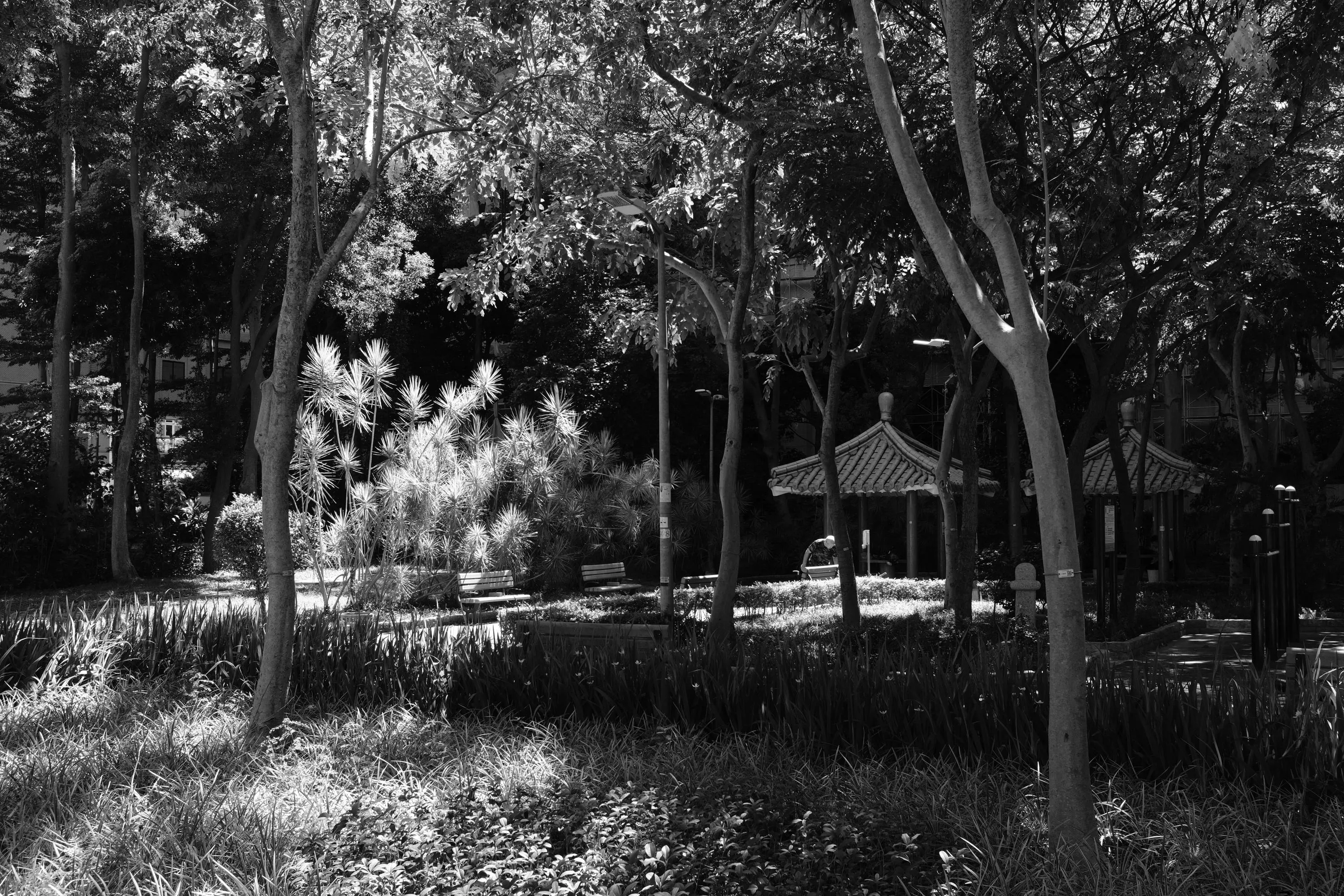 公園樹林與涼亭在強烈陽光和陰影中交錯，365 Project September 2