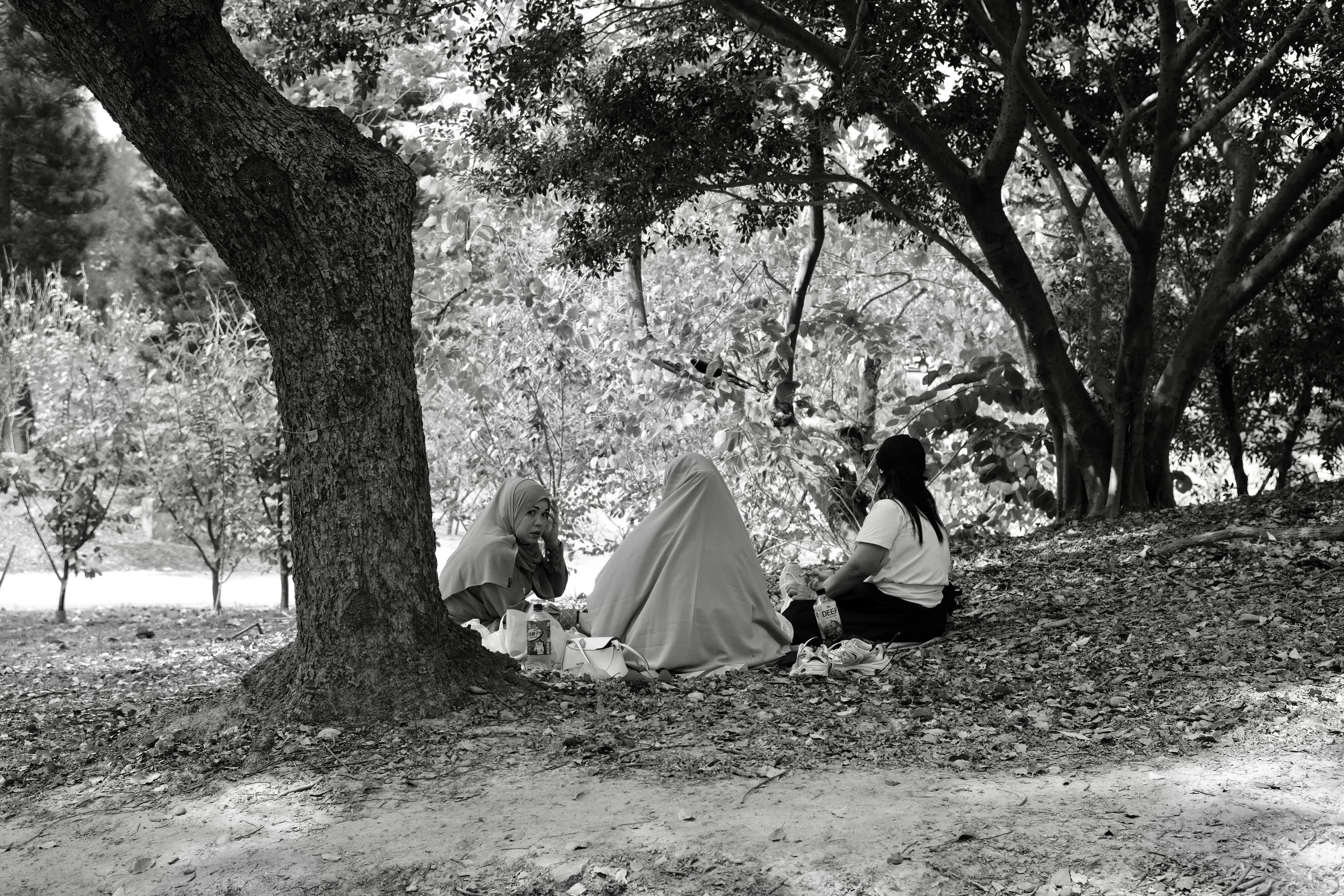 公園林蔭邊坡粗壯大樹旁，三名女子席地而坐圍成一圈聊天野餐，樹影灑落滿地枯葉，365 Project December 3