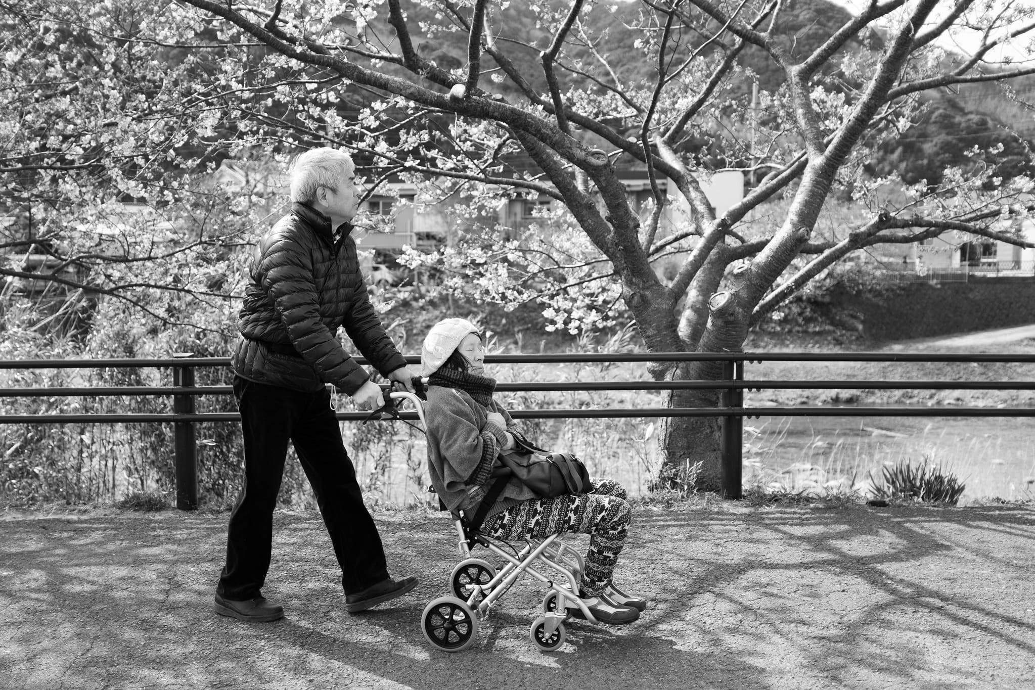 Black and white street scene in Japan with a man pushing a woman in a wheelchair beneath cherry blossoms