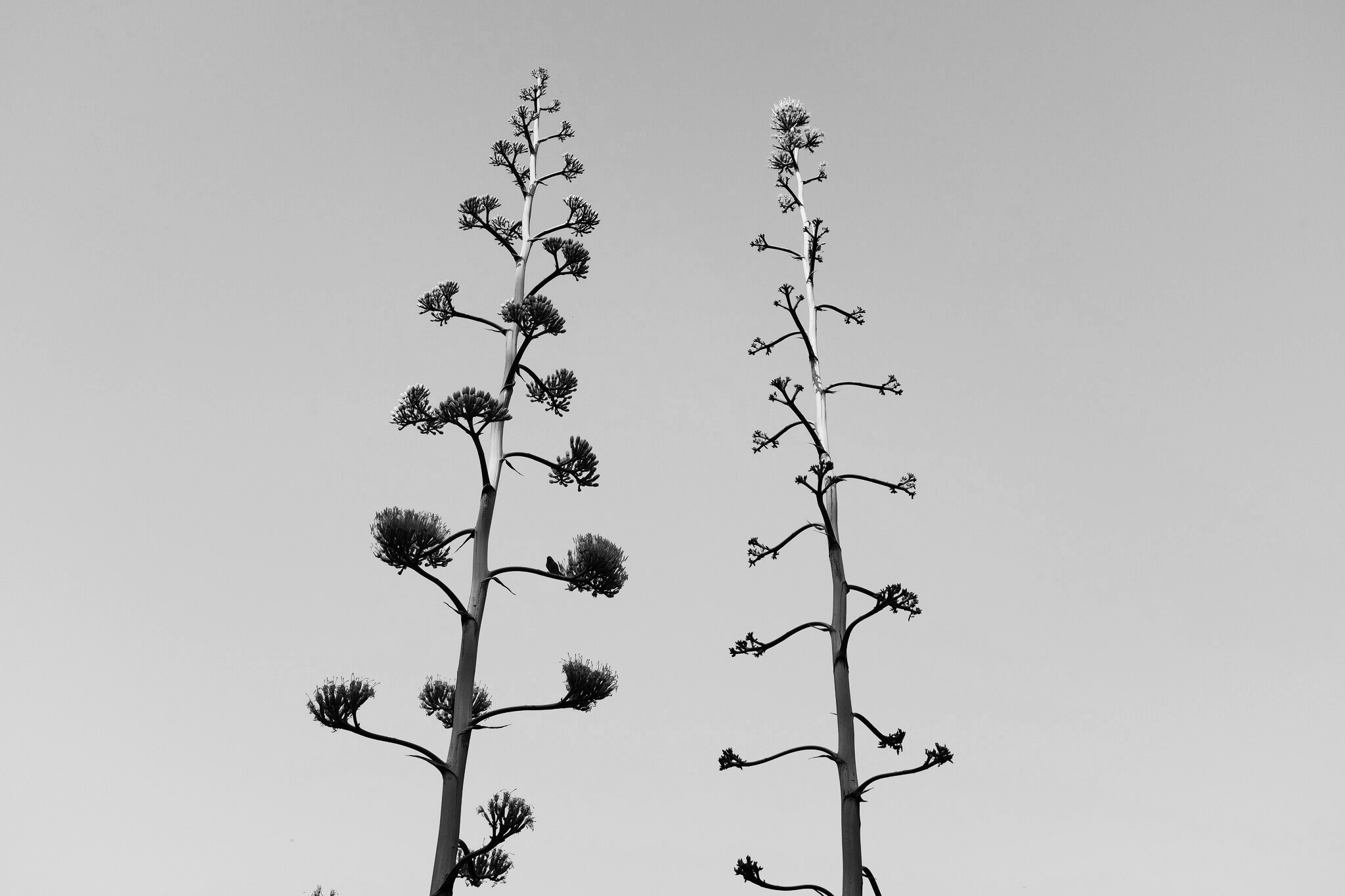 Black and white agave flower stalks rising against an open sky in Taiwan
