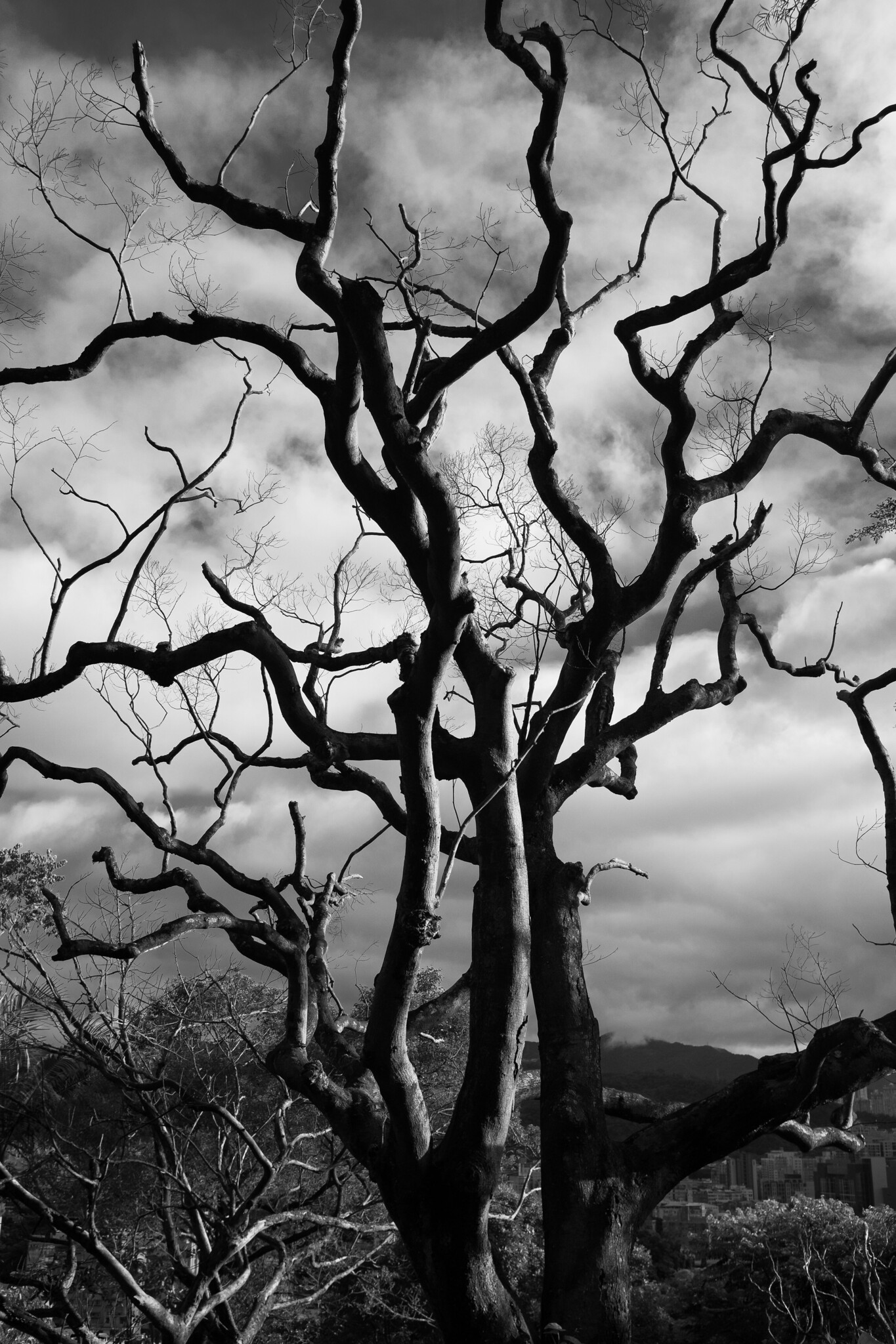 Close-up of botanical fragments and urban textures in street photography