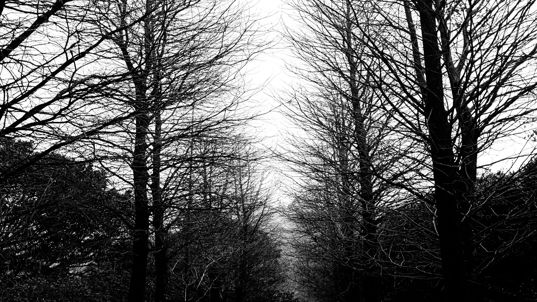 Resilient wild plants thriving on a Taiwan city street corner