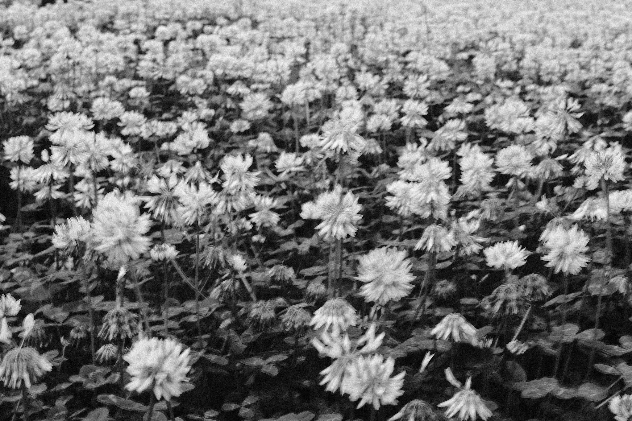 Resilient urban nature growing through concrete - PLANT project cover